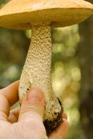 A large aspen tree with an orange hat in the hand of a mushroom picker. Mushrooms in the forest. Mushroom picking photo