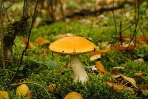 A large aspen mushroom with an orange cap grows in the autumn forest. Mushrooms in the forest. Mushroom picking photo