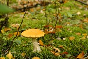 A large aspen mushroom with an orange cap grows in the autumn forest. Mushrooms in the forest. Mushroom picking photo