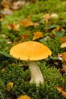 A large aspen mushroom with an orange cap grows in the autumn forest. Mushrooms in the forest. Mushroom picking photo