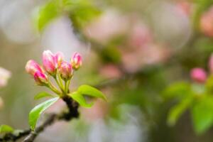 Blooming apple tree in spring after rain photo