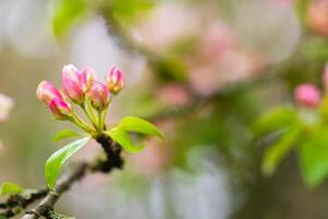 Blooming apple tree in spring after rain photo