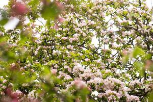 Blooming apple tree in spring after rain photo