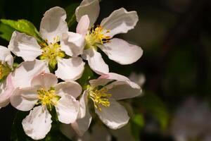 Background of apple tree branches with pink flowers on a sunny day photo