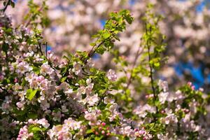 Background of apple tree branches with pink flowers on a blue sky background photo