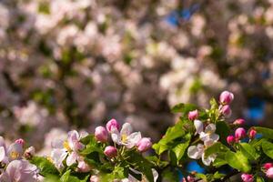 Background of apple tree branches with pink flowers on a blue sky background photo