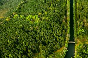 Bird's-eye view of the river and bridge. Forest area with a river in Belarus photo