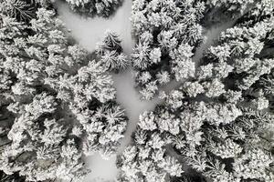 View from the height of the winter forest with snow-covered trees in winter. photo