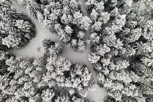 View from the height of the winter forest with snow-covered trees in winter. photo