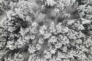 View from the height of the winter forest with snow-covered trees in winter. photo
