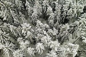View from the height of the winter forest with snow-covered trees in winter. photo