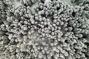 View from the height of the winter forest with snow-covered trees in winter. photo