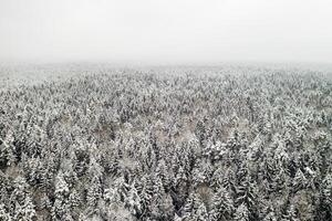 View from the height of the winter forest with snow-covered trees in winter. photo