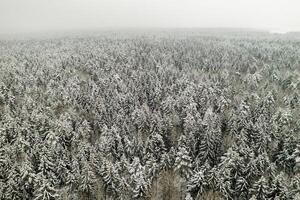 View from the height of the winter forest with snow-covered trees in winter. photo