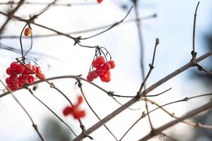 Matte red viburnum berries hang on tree branches on a frosty winter day photo