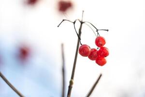 Matte red viburnum berries hang on tree branches on a frosty winter day photo