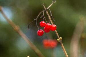 Matte red viburnum berries hang on tree branches on a frosty winter day photo