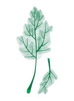 Dill isolated on white background. Fresh two bunches dill. Dill weed twig for menu, packaging, cooking book, web, label design. Spicy aromatic annual herbs are grown in the garden vector
