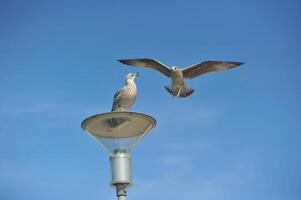An adult common gull or Mew gull standing on a roof, Colosseum of Rome on the background photo