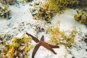 starfish on the bottom of the Indian ocean near the island of Mauritius.Starfish and coral reef of the island of Mauritius photo