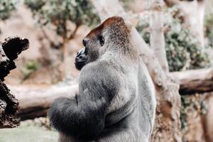 a Western lowland Gorilla with a pouty expression.The gorilla looks at me photo