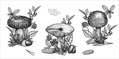 Hand draw mushrooms with acorns, pine cone, moss, berries, snail. illustration vector