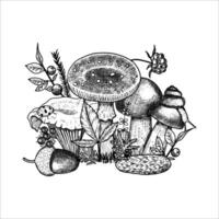 Hand draw mushrooms with acorns, pine cone, moss, berries, snail. illustration vector