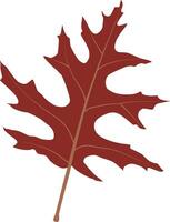 An fall leaf vector