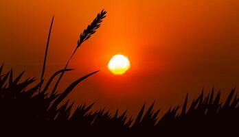 Silhouette of grass and the red sunset vector
