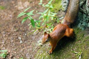 a squirrel sits on the ground and in the forest in a nature park photo