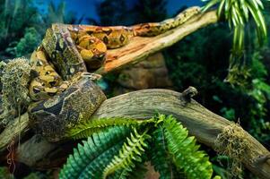 A large snake boa constrictor on a tree branch in the jungle.Snake Python in the habitat photo