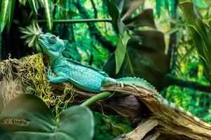 Close-up shot of a turquoise iguana sitting on a branch with a blurry background photo