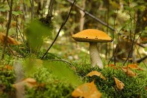 A large aspen mushroom with an orange cap grows in the autumn forest. Mushrooms in the forest. Mushroom picking photo