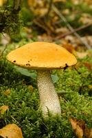 A large aspen mushroom with an orange cap grows in the autumn forest. Mushrooms in the forest. Mushroom picking photo