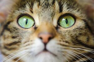 A close-up of a cat's face with green eyes. A cat with a mustache photo