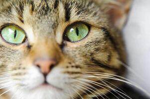 A close-up of a cat's face with green eyes. A cat with a mustache photo