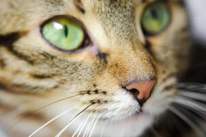 A close-up of a cat's face with green eyes. A cat with a mustache photo