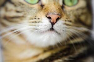 Close-up of a cat with big whiskers . A cat with a mustache photo