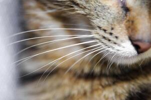 Close-up of a cat with big whiskers . A cat with a mustache photo