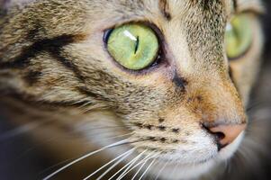 A close-up of a cat's face with green eyes. A cat with a mustache photo