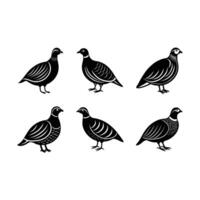 Partridge Bird and Line Art Design for Graphics vector