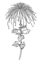 Intricate black and white sketch of a chrysanthemum flower, meticulously hand-drawn in format. This isolated illustration posters, banners, floral design vector