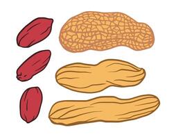 peanuts on a white background, both peeled and unpeeled nuts. Includes fruits with kernels, doodle style. Ideal for peanut butter, package, menu, recipe. vector