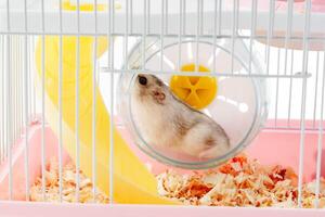 A curious hamster exploring its brightly colored habitat on a sunny afternoon photo