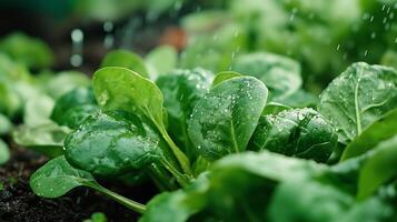 Fresh spinach leaves glisten under gentle rain in a home garden during springtime, showcasing lush growth and nurturing environment photo