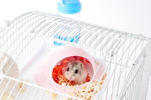 A curious hamster exploring its brightly colored habitat on a sunny afternoon photo