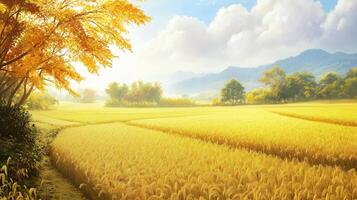 Golden rice fields under a bright blue sky with fluffy clouds and vibrant autumn foliage in the distance during late afternoon photo