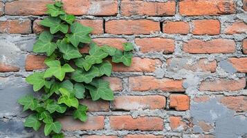 Ivy climbing on a textured brick wall with a rustic charm in a sunlit urban setting photo