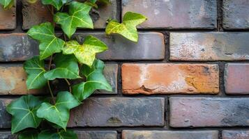 Lush green ivy climbing an aged brick wall in a tranquil outdoor setting during the daytime photo