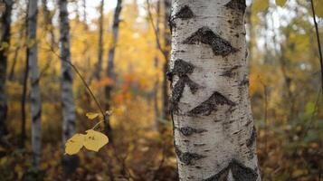 A close-up view of a birch tree trunk amidst vibrant autumn foliage in a serene forest during late afternoon light photo
